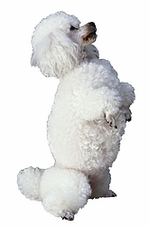 Gallegly as a Poodle